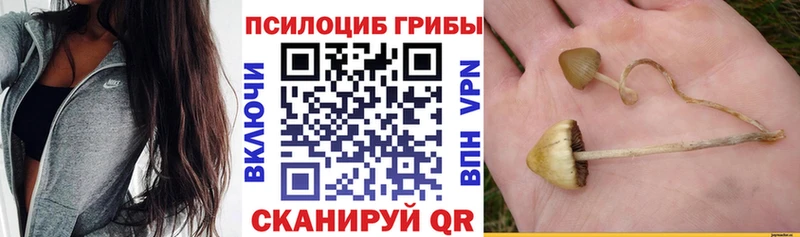 omg маркетплейс  Алексеевка  Галлюциногенные грибы Cubensis 